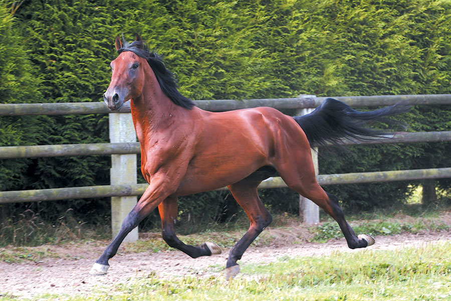 haras de la sauvagère - SAXO DE VANDEL