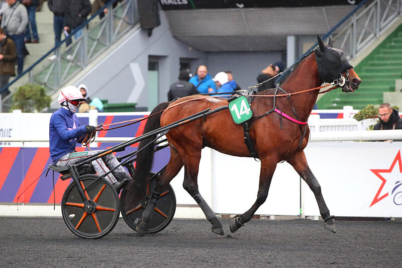haras de la sauvagère - LOVINO BELLO